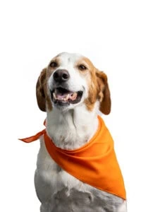 dog with orange bandana